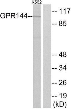 Anti-GPR144 antibody produced in rabbit affinity isolated antibody