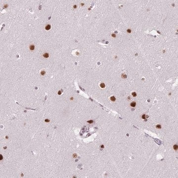 Anti-C2orf82 antibody produced in rabbit Prestige Antibodies&#174; Powered by Atlas Antibodies, affinity isolated antibody, buffered aqueous glycerol solution