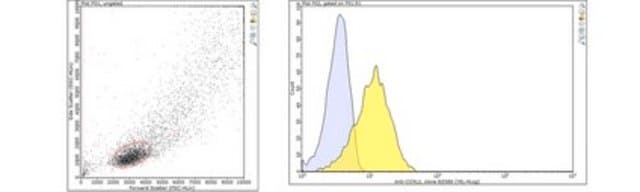 Anti-CCRL2 (Mouse) Antibody, clone BZ5B8 clone BZ5B8, from rat