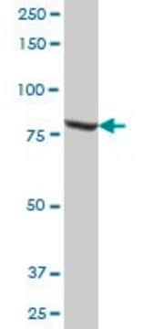 Anti-MUT antibody produced in mouse IgG fraction of antiserum, buffered aqueous solution