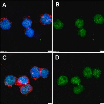 Anti-HIF-1α Antibody, clone 2B14 ZooMAb&#174; Rabbit Monoclonal recombinant, expressed in HEK 293 cells