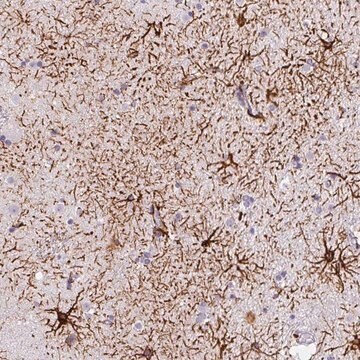 Anti-KIAA0368 antibody produced in rabbit Prestige Antibodies&#174; Powered by Atlas Antibodies, affinity isolated antibody, buffered aqueous glycerol solution