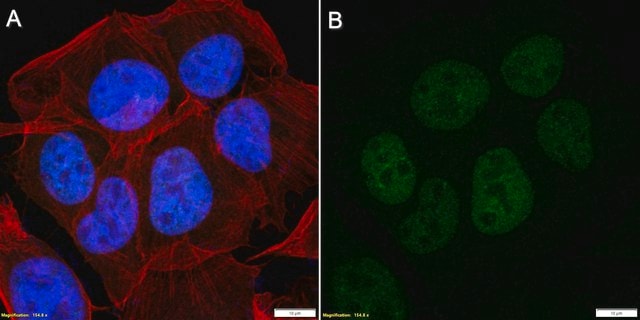 Anti-CLOCK Antibody, clone CLSP4