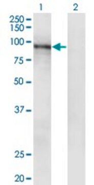 Monoclonal Anti-RASA3, (C-terminal) antibody produced in mouse clone 1F11, ascites fluid