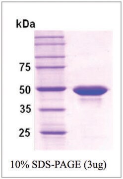 PP2C &#945; human recombinant, expressed in E. coli, &#8805;95% (SDS-PAGE)