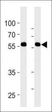 ANTI-RFTN1 (CENTER) antibody produced in rabbit affinity isolated antibody, buffered aqueous solution