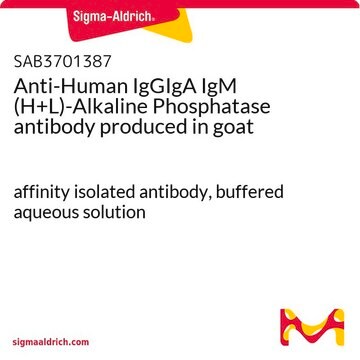 Anti-Human IgGIgA IgM (H+L)-Alkaline Phosphatase antibody produced in goat affinity isolated antibody, buffered aqueous solution