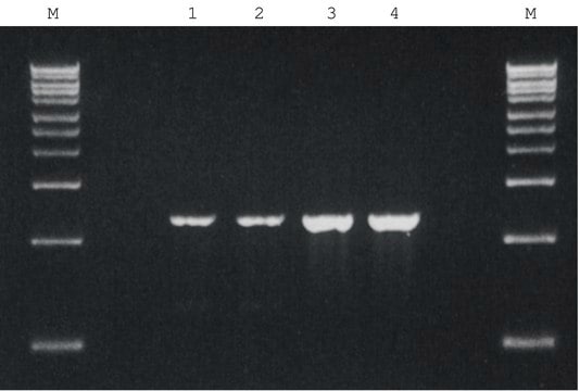 REDTaq&#174; 基因组 DNA 聚合酶 without MgCl2