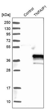 Anti-TNFAIP1 antibody produced in rabbit Prestige Antibodies&#174; Powered by Atlas Antibodies, affinity isolated antibody, buffered aqueous glycerol solution