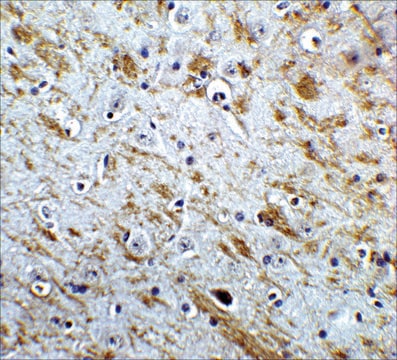 Anti-NELF antibody produced in rabbit affinity isolated antibody