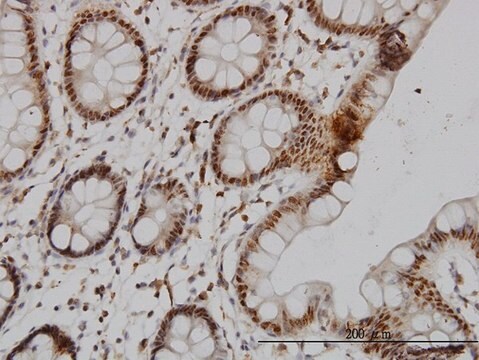 Monoclonal Anti-STK17B antibody produced in mouse clone 2C3, purified immunoglobulin, buffered aqueous solution