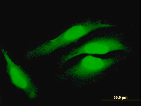 Anti-COPS8 antibody produced in mouse IgG fraction of antiserum, buffered aqueous solution