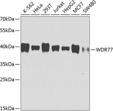 Anti-WDR77 antibody produced in mouse