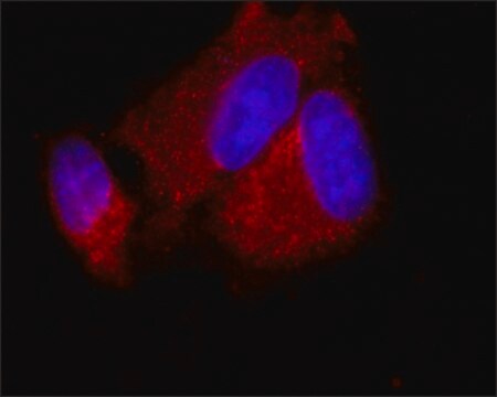 Monoclonal Anti-PEX5 antibody produced in mouse clone PEX5-B173, culture supernatant