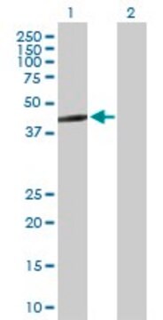 Anti-ERAL1 antibody produced in mouse purified immunoglobulin, buffered aqueous solution