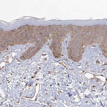 Anti-KIAA1522 antibody produced in rabbit Prestige Antibodies&#174; Powered by Atlas Antibodies, affinity isolated antibody, buffered aqueous glycerol solution