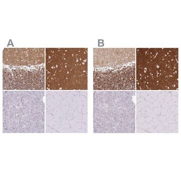 Anti-SIRPA antibody produced in rabbit Prestige Antibodies&#174; Powered by Atlas Antibodies, affinity isolated antibody