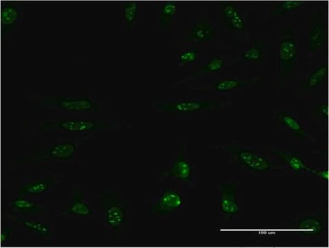 Monoclonal Anti-MAP2K5 antibody produced in mouse clone M1-E6, purified immunoglobulin, buffered aqueous solution