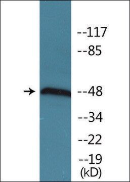 Anti-phospho-JNK1/2/3 (pThr183+Tyr185) antibody produced in rabbit affinity isolated antibody