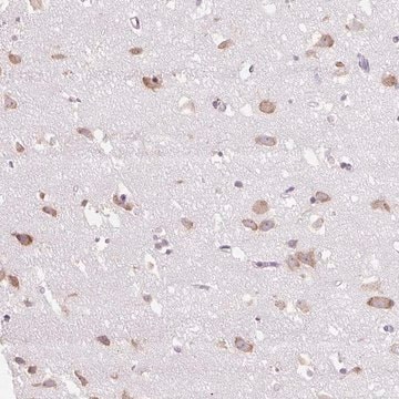 Anti-GPR45 antibody produced in rabbit Prestige Antibodies&#174; Powered by Atlas Antibodies, affinity isolated antibody, buffered aqueous glycerol solution