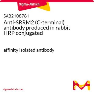 Anti-SRRM2 (C-terminal) antibody produced in rabbit HRP conjugated affinity isolated antibody