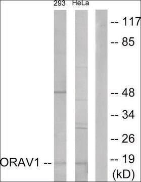 Anti-ORAV1 antibody produced in rabbit affinity isolated antibody