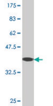 Monoclonal Anti-MFGE8 antibody produced in mouse clone 1E7, purified immunoglobulin, buffered aqueous solution