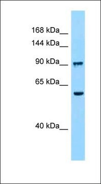 Anti-PROM1 antibody produced in rabbit affinity isolated antibody