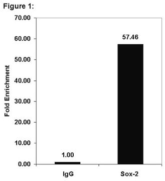 ChIPAb+ Sox-2, clone 6F1.2 - ChIP Validated Antibody and Primer Set clone 6F1.2, from mouse