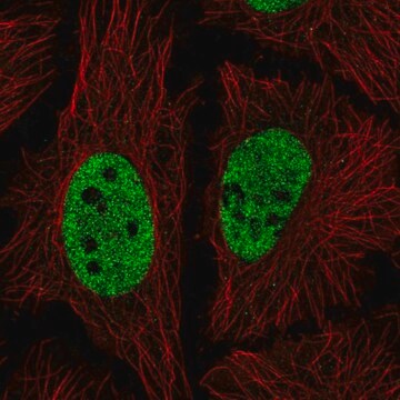 Anti-NICN1 antibody produced in rabbit Prestige Antibodies&#174; Powered by Atlas Antibodies, affinity isolated antibody