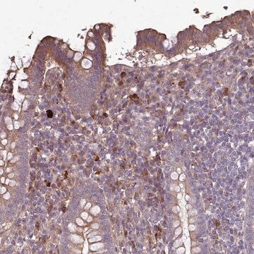 Anti-NHSL2 antibody produced in rabbit Prestige Antibodies&#174; Powered by Atlas Antibodies, affinity isolated antibody, buffered aqueous glycerol solution