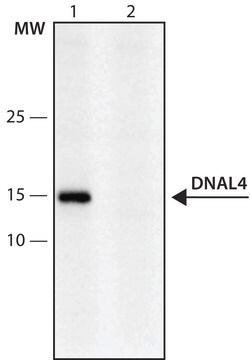 Anti-DNAL4 (1-15) antibody produced in rabbit IgG fraction of antiserum