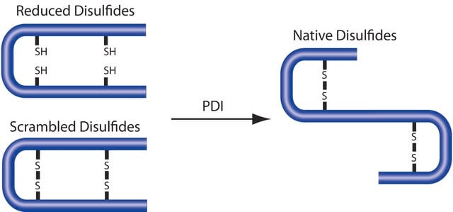 Protein Disulfide Isomerase from bovine liver &#8805;150&#160;U/mg protein (protein ca. 40%)