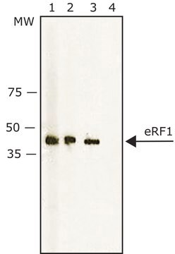 Anti-eRF1 兔抗 ~1&#160;mg/mL, affinity isolated antibody, buffered aqueous solution