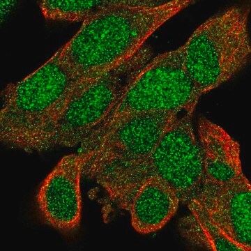 Anti-BACH2 antibody produced in rabbit Prestige Antibodies&#174; Powered by Atlas Antibodies, affinity isolated antibody