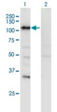 Monoclonal Anti-SECISBP2 antibody produced in mouse clone 3A7, purified immunoglobulin, buffered aqueous solution