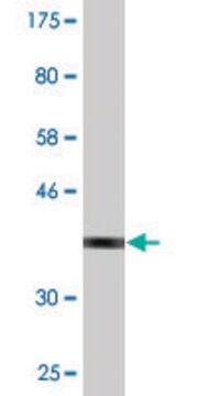 Monoclonal Anti-SPAG4 antibody produced in mouse clone 3C8, purified immunoglobulin, buffered aqueous solution