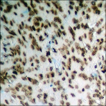 Anti-phospho-HDAC2 (pSer394) antibody produced in rabbit affinity isolated antibody