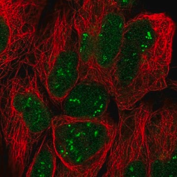 Anti-TRO antibody produced in rabbit Prestige Antibodies&#174; Powered by Atlas Antibodies, affinity isolated antibody