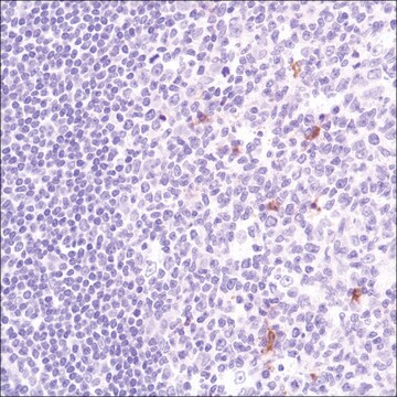 Anti-Cleaved PTEN antibody, Rabbit monoclonal clone SP227, recombinant, expressed in proprietary host, affinity isolated antibody