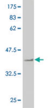 Monoclonal Anti-NEK2 antibody produced in mouse clone 2A10, purified immunoglobulin, buffered aqueous solution