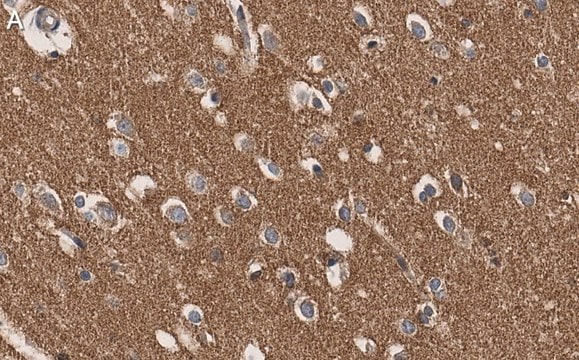 Anti-RhoB Antibody, clone 3M19 ZooMAb&#174; Rabbit Monoclonal recombinant, expressed in HEK 293 cells