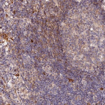 Anti-WDFY4 antibody produced in rabbit Prestige Antibodies&#174; Powered by Atlas Antibodies, affinity isolated antibody, buffered aqueous glycerol solution