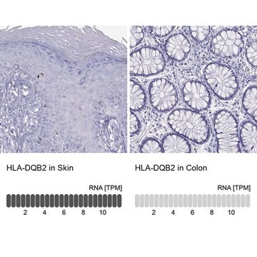 Anti-HLA-DQB2 antibody produced in rabbit Prestige Antibodies&#174; Powered by Atlas Antibodies, affinity isolated antibody, buffered aqueous glycerol solution