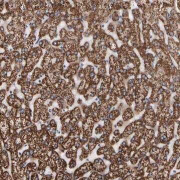 Anti-FAM110B antibody produced in rabbit Prestige Antibodies&#174; Powered by Atlas Antibodies, affinity isolated antibody, buffered aqueous glycerol solution