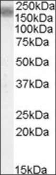 Anti-LRP4 antibody produced in goat affinity isolated antibody, buffered aqueous solution