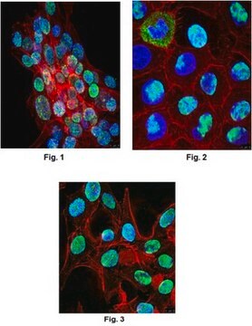 Anti-PTB Antibody, clone BB7 clone Bb7, from mouse