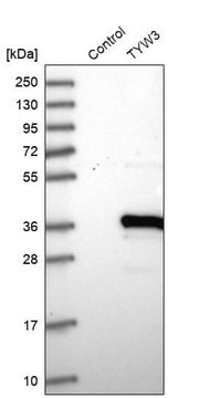 Anti-TYW3 antibody produced in rabbit Prestige Antibodies&#174; Powered by Atlas Antibodies, affinity isolated antibody, buffered aqueous glycerol solution