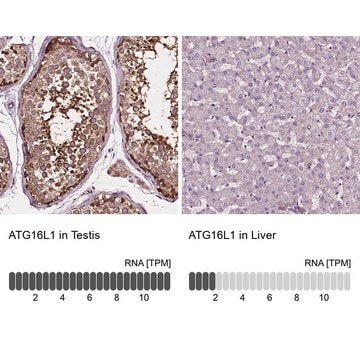 Anti-ATG16L1 antibody produced in rabbit Prestige Antibodies&#174; Powered by Atlas Antibodies, affinity isolated antibody, buffered aqueous glycerol solution