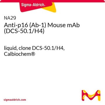 Anti-p16 (Ab-1)-Maus-mAb (DCS-50.1/H4)-Antikörper liquid, clone DCS-50.1/H4, Calbiochem&#174;